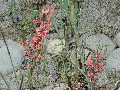 GDMBR: Skyrocket, Reddish-Pink.